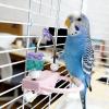 Bird Perch with Rotating Ring Toy view 4