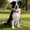 Olcyren Dog Collar, Soft Padded Nylon view 2