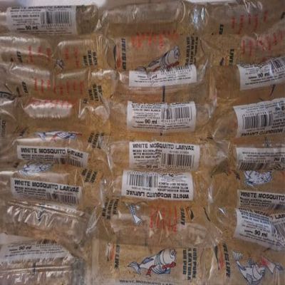 White Mosquito Larvae 90 ml Live Food, Natural Food for Ornamental Fish in Aquariums, Terrariums and Garden Ponds (90 x 90 ml)