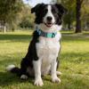 Olcyren Dog Collar view 2