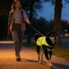 Reflective Dog Jacket - High Visibility Breathable Safety Vest view 2