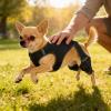 xowwyue Dog Knee Brace view 3