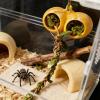 Jumping Spider Habitat Ornament view 3