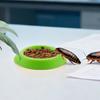 NevPuose Red-Eyed Feeding Station, 12 pcs view 3