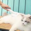 Dog Hair Removal Brush with Soft Detangling Accessory view 3