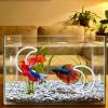 Betta Fish Toy Set - 2 Pieces with Suction Cups view 2