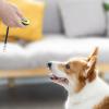 Pet Obedience Clicker view 4