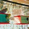 Bird Cork Wood Toy view 3