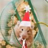 Christmas Hat for Guinea Pigs and Hamsters view 2