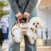 Acouto Dog Harness and Carrier with Strap, Breathable Carrier for Dogs, Puppies, and Cats, L (M) view 4