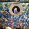 Coconut Bird Nest for Cage, Hanging Nesting Shelter view 2