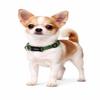 Dog Collar - Ziggi Kaki - XXS - 15-25 cm x 10 mm - Adjustable Nylon view 1