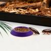 Qiaonan 12-Pack Feeding and Water Bowls for Crested Geckos view 3