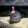 Christmas Hamster Hat view 3