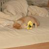Catnip Toy for Cats - Interactive Catnip Ball view 2