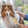 Dog Comb for Fur Grooming, Hair Removal and Cleaning view 4