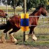 Livestock Scratch Brush for Back Grooming view 2