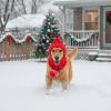 ZYKEJJDDAK Christmas Hat for Dogs view 2