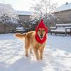 ZYKEJJDDAK Christmas Hat for Dogs view 4