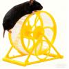 Hamster Exercise Wheel with Stand view 1