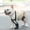 Adjustable Elbow Support for Dogs view 3