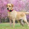 Reflective Dog Collar, Adjustable for Puppies view 3