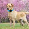 Reflective Nylon Dog Collar view 3