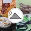 Hjatirace Snake Climbing Accessories view 4