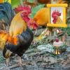 Chicken Toy Mirror with Beak Grinder and Tartar Remover view 3