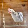 Chicken Coop Swing - Wooden Poultry Toy view 4