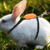 Rabbit Leash Pull Rope for Small Pets, Fabric, Rope-Shaped view 4