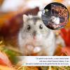 BESPORTBLE Automatic Hamster Feeder view 4