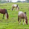 PP Scratching Mat for Horses and Livestock view 3