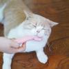 Catnip Chew Toy view 3