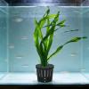 Aquarium Plant Holders Set view 2