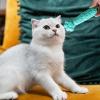 Cat Chew Toy | Cat Toothbrush Chew Toy for Indoor Cats view 2