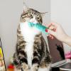 Cat Chew Toy | Cat Toothbrush Chew Toy for Indoor Cats view 3