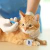 FUOYLOO Universal Blood Pressure Cuff for Cats and Dogs view 4