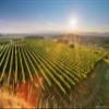 Bischoffinger Winzer Sommer Rosé QbA Dry 2024, 0.75 L view 4