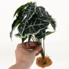 YARNOW Artificial Reptile Terrarium Plants, Green Plastic and Resin Decor view 4