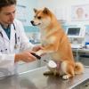 Multifunctional Dog Urine Collector view 3