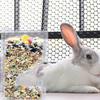 GLEAVI Automatic Acrylic Feeder for Rabbits and Hamsters view 4