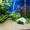 DECHOUS Manual Aquarium Cleaner 30ml view 4