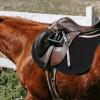 Healifty Anti-Slip Horse Saddle Pad with Fastening Strap view 4