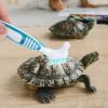 Milisten Turtle Shell Cleaning Brush view 4