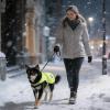High-Visibility Reflective Dog Safety Vest view 3
