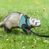 YARNOW Rabbit Harness with Leash view 4