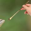 ERINGOGO 3-Pack Reptile Feeding Spoon view 2