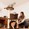 Generic Cat Bed with Washable Raised Edge for Sofa and Couch view 2