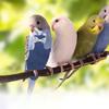 BESTOMZ Bird Diaper Flight Suit with Inner Layer, Breathable, Reusable and Washable for Small Parrots, Budgies and Cockatiels view 4